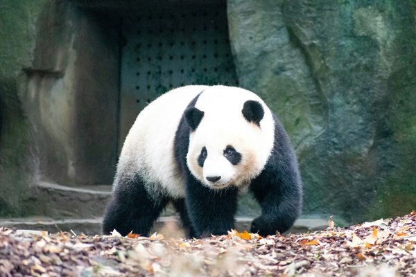Comment choisir une croisière qui propose des randonnées pour observer les pandas en Chine?
