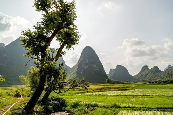 Peut-on trouver une croisière qui inclut des visites de plantations de thé en Asie?